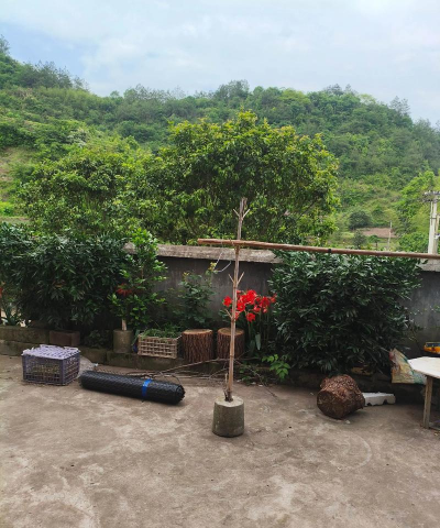 家庭养花用生根粉