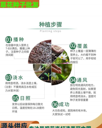 草皮种子什么时候播种