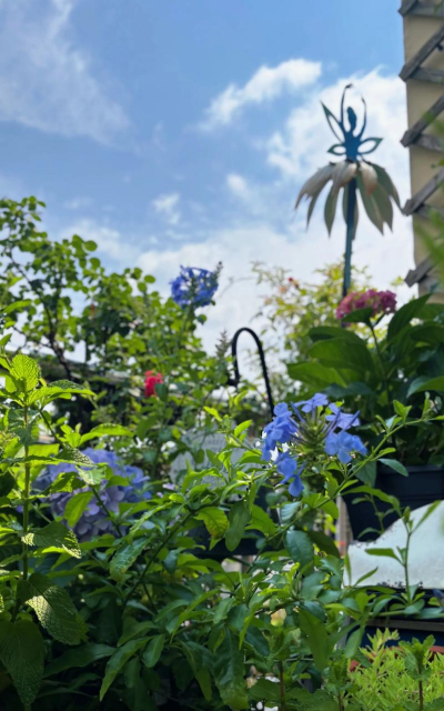 家庭养花用生根粉