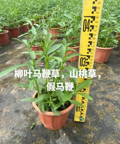 柳叶马鞭草倒伏怎么办