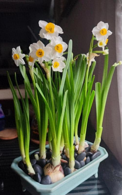 凌波仙子长徒怎么办