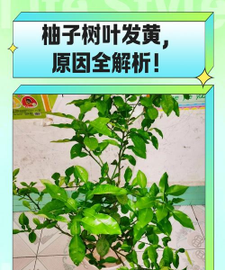 香柚树叶子黄怎么办