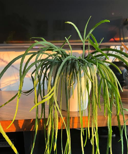 玻利维亚阳台养花