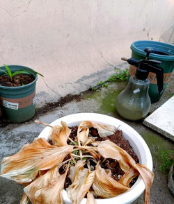 家庭养花用生根粉