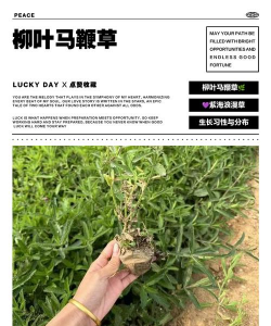 柳叶马鞭草倒了怎么办