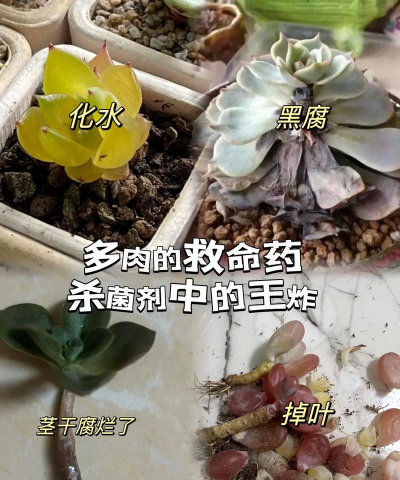 家庭养花用生根粉