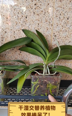 家庭养花用生根粉