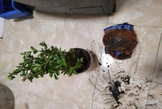 家庭养花用生根粉