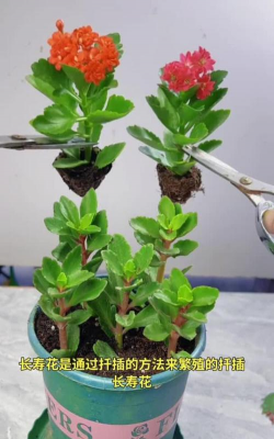 家庭养花用生根粉