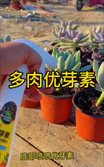 家庭养花用生根粉