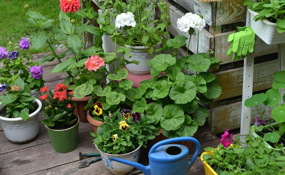 家庭养花用生根粉