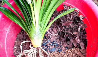 家庭养花用生根粉