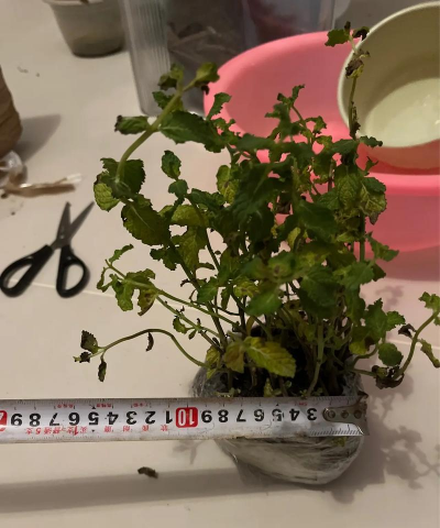 家庭养花用生根粉