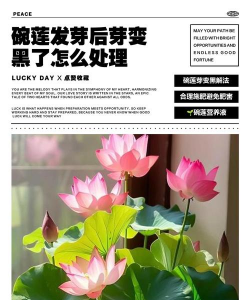 家庭养花用生根粉