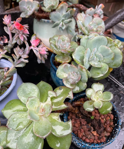 家庭养花用生根粉