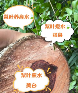 黄花梨叶子黄了怎么办