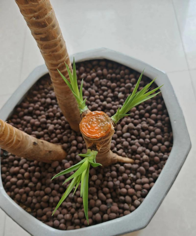 家庭养花用生根粉