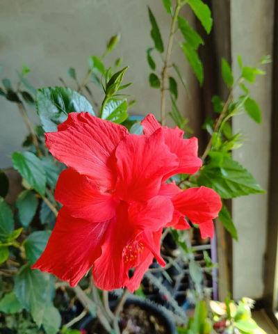 家庭养花用生根粉