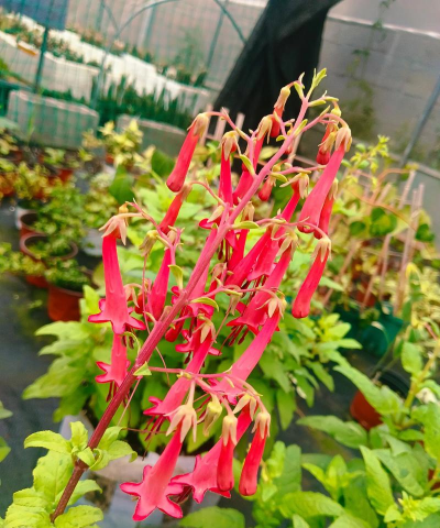 吊钟花叶子焉了怎么办