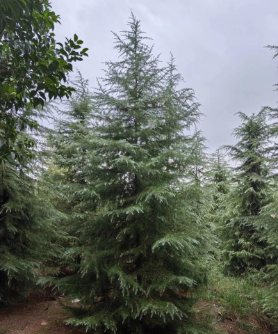 雪松生长在什么地方