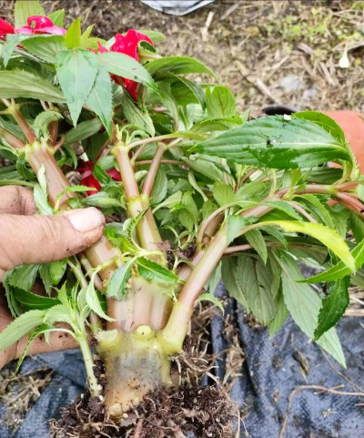 家庭养花用生根粉