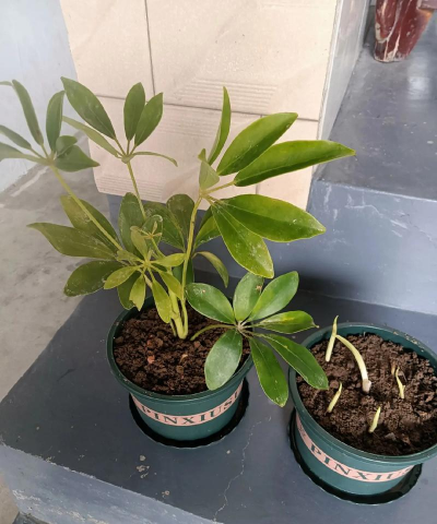 家庭养花用生根粉