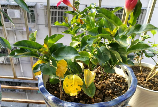 家庭养花用生根粉