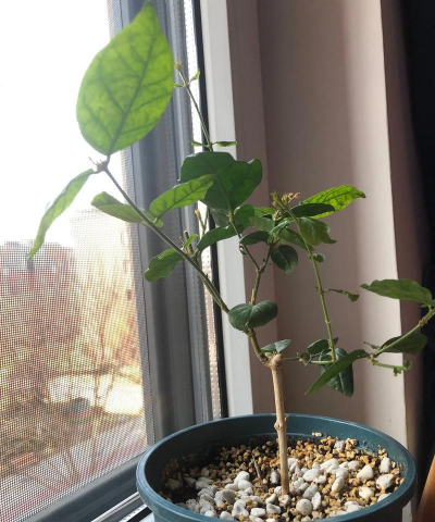 家庭养花用生根粉