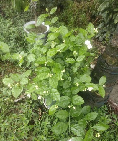 家庭养花用生根粉