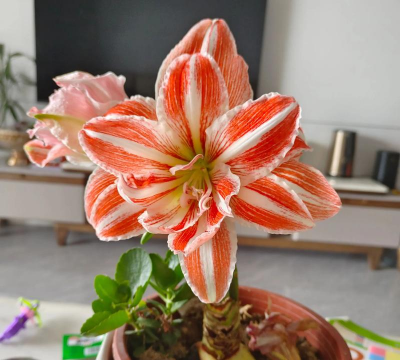 家庭养花用生根粉