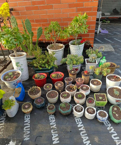 家庭养花用生根粉