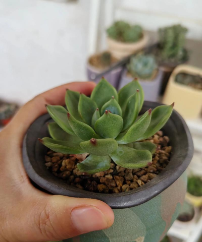 水蜜桃多肉怎么生小崽