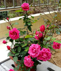 家庭养花用生根粉