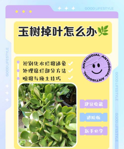 小盆栽玉玉落叶怎么办