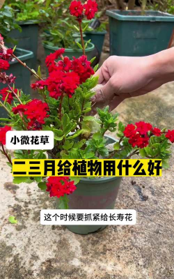 家庭养花用生根粉