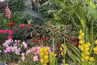 家庭养花用生根粉