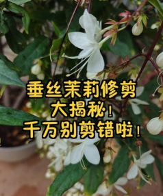 家庭养花用生根粉