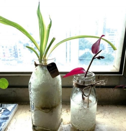 家庭养花用生根粉