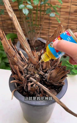 家庭养花用生根粉