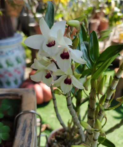 家庭养花用生根粉