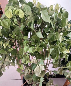 家庭养花用生根粉