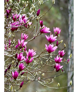 紫玉兰为什么没有叶子