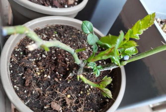 家庭养花用生根粉