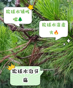 松球泡水养花