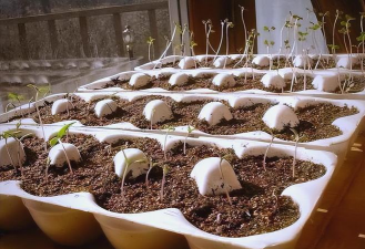 家庭养花用生根粉