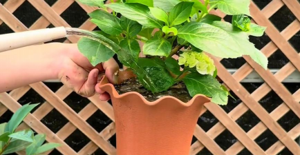 家庭养花用生根粉