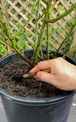 家庭养花用生根粉