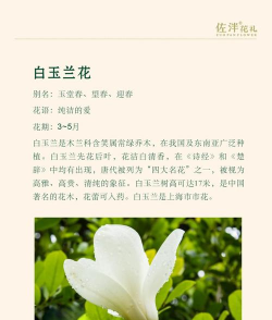 白玉兰花怎么持续开花
