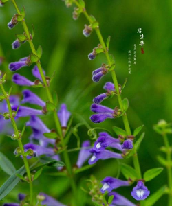 半枝莲的养殖方法 半枝莲的养殖方法