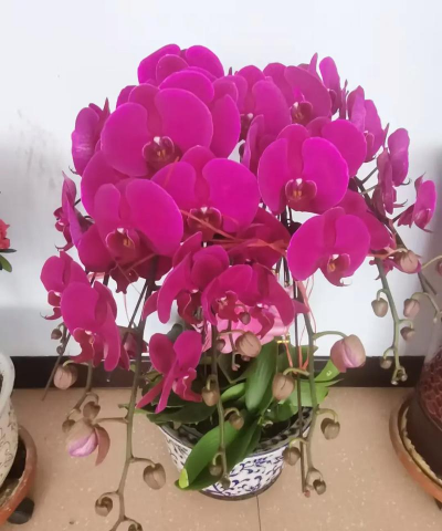 家庭养花用生根粉